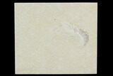 Bargain, Jurassic Fossil Shrimp - Solnhofen Limestone #101581-1